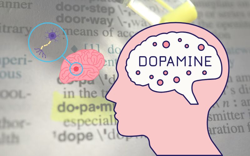 Giải mã sự vận hành của Dopamine trong não bộ