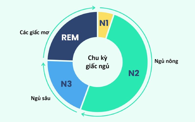 Giải mã giấc ngủ: Chu kỳ giấc ngủ NREM và REM